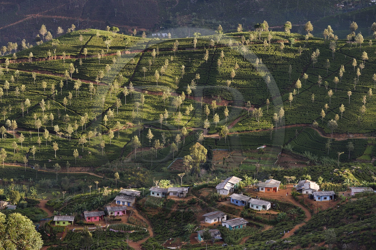 Sri Lanka, Province d'Uva, Haputale, plantation de thé et maisons des ouvriers de ces plantations sur les collines au nord de la ville
