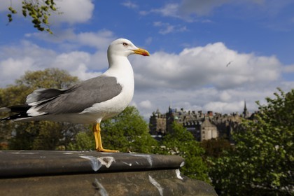 Royaume-Uni, Ecosse, Edimbourg, mouette dans West Princes street gardens