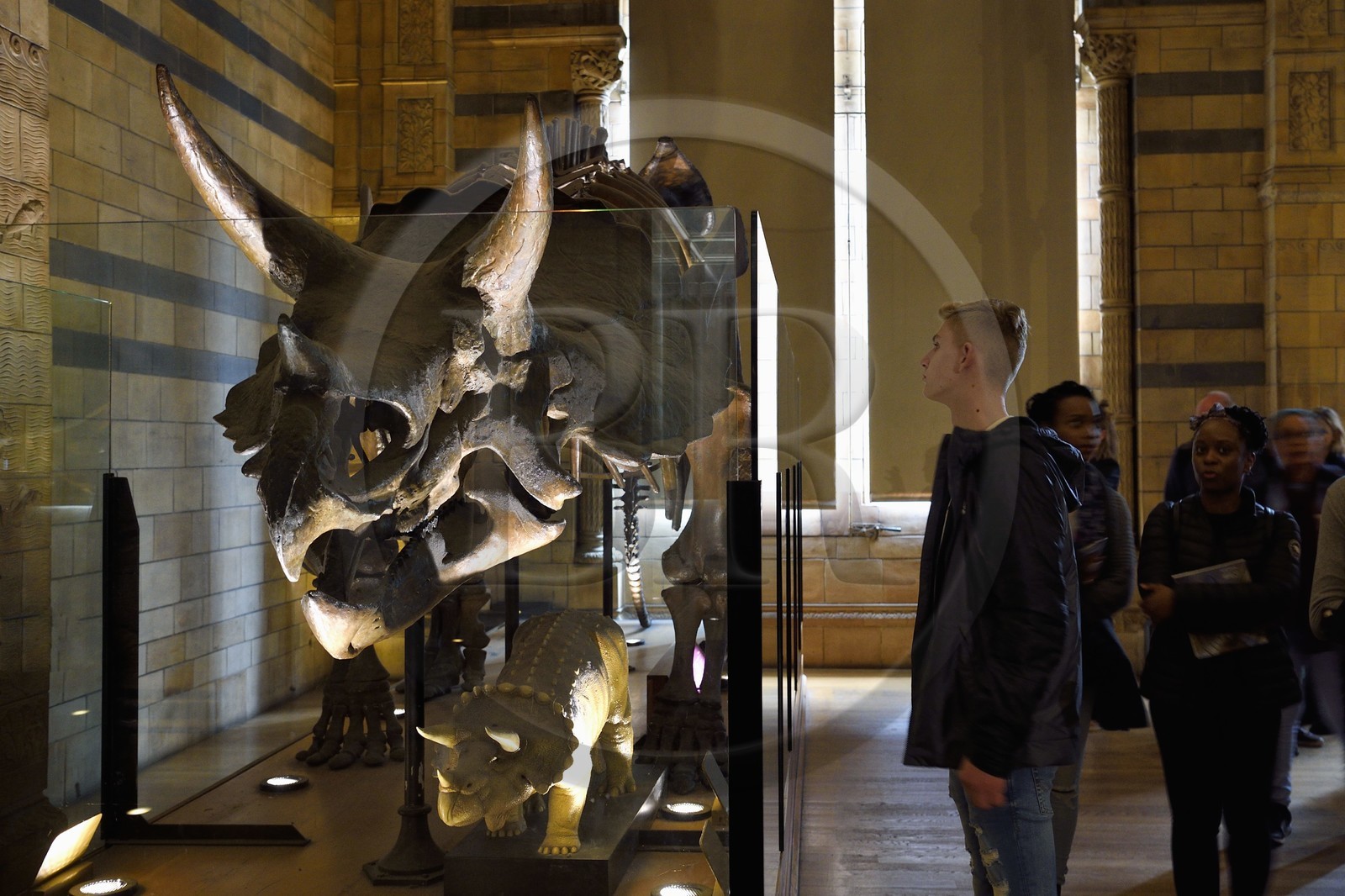 Royaume-Uni, Londres, Kensington, musée d’histoire naturelle (Natural History Museum), squelette de Triceratops