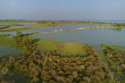 France, Bouches du Rhone, Parc naturel regional de Camargue (Regional Natural Park of Camargue), Vaccares pond, Camargue horse (aerial view)