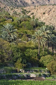 Sultanat d'Oman, Gouvernorat d'Al-Batina du Sud, Hajar occidental, Wadi Mistall, culture en terrasses au dessus du  village de Wakan (Wukan)