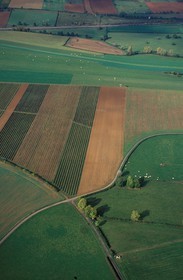 France, Saone et Loire, Mâcon region, cross tracks between fields and meadow (aerial view)
