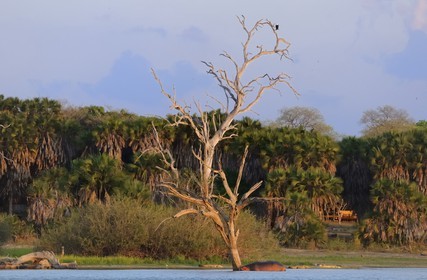 Tanzania, Selous Game Reserve is one of the largest fauna reserves of the world and designated a UNESCO World Heritage Site in 1982