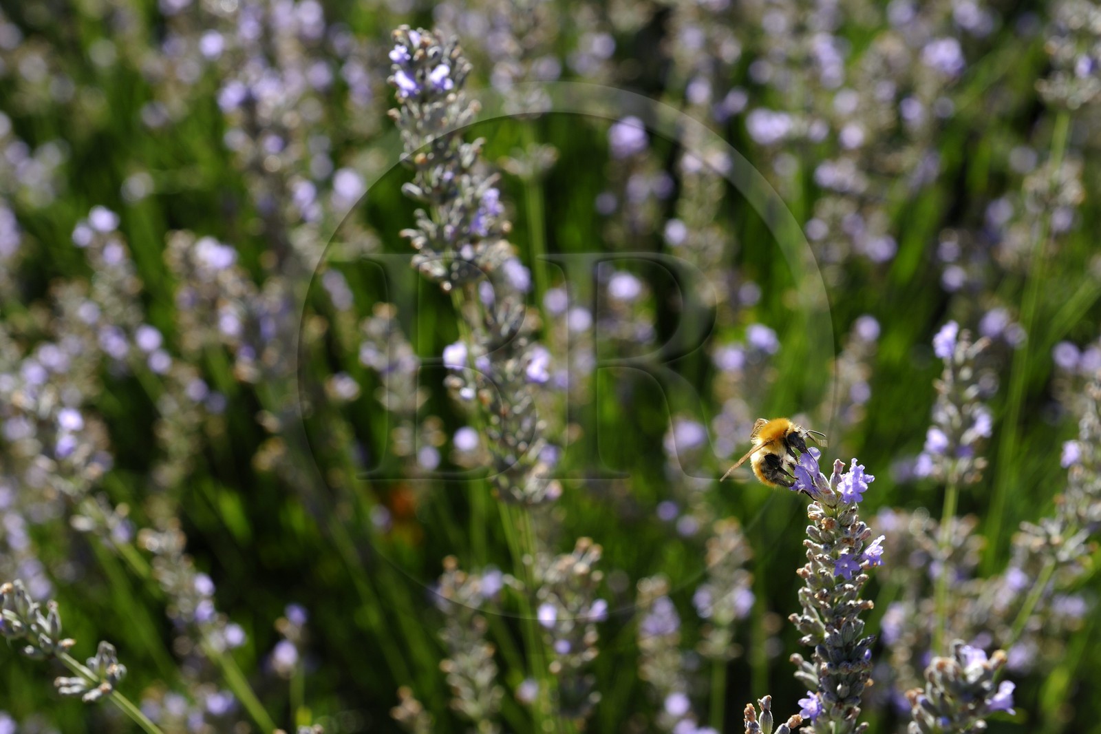 France, Var (83), Provence Verte, Bras, la maison d'hôtes Le Peyrourier une campagne en Provence, abeille butinant de la lavande