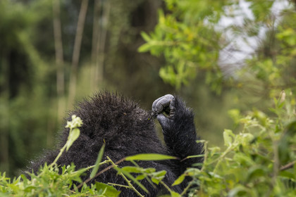 Rwanda, Province du Nord, Parc National des Volcans dans la chaine des Monts Virunga, mont Karisimbi, gorille des montagnes (Gorilla beringei beringei) du groupe Susa