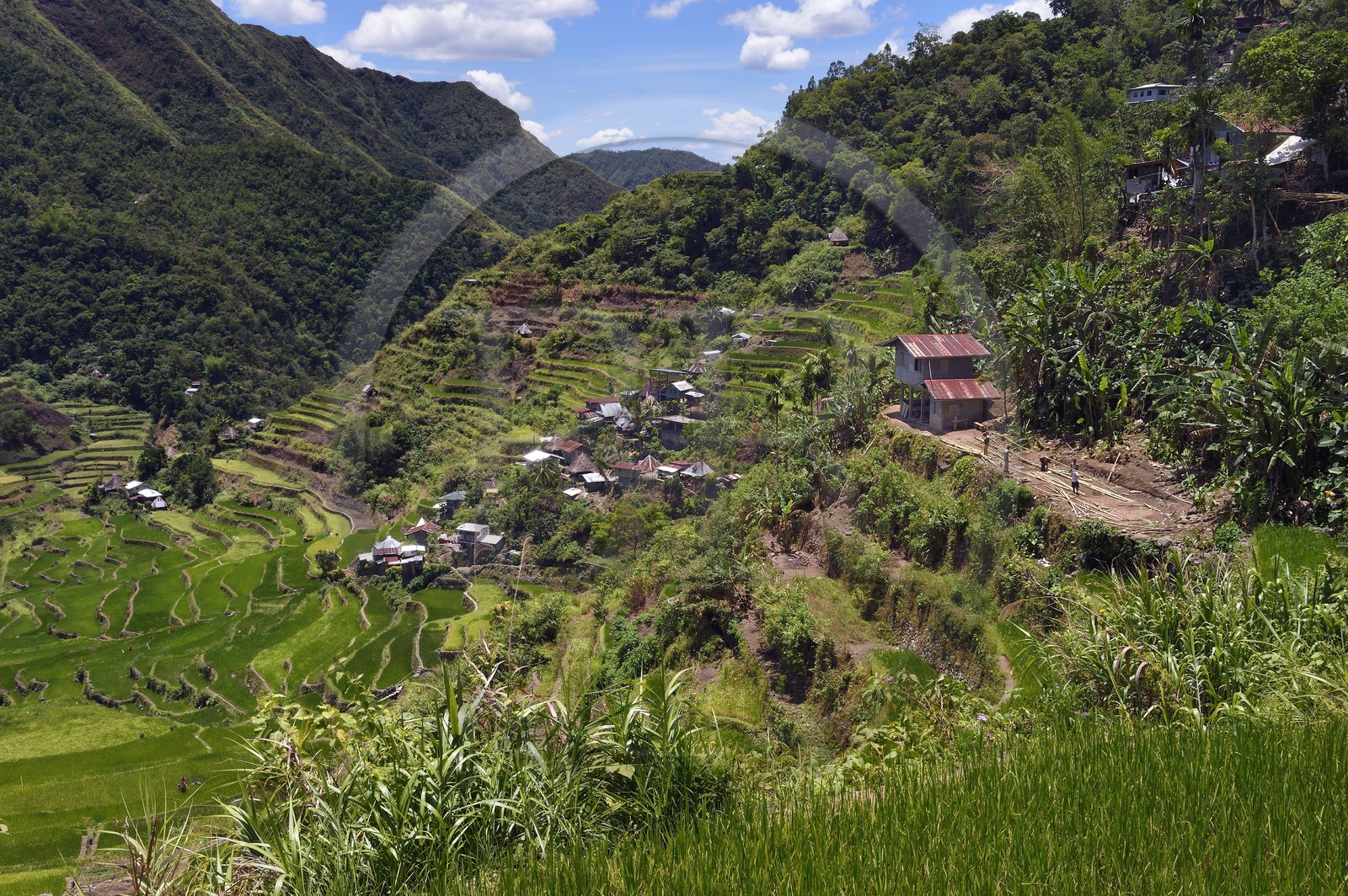 Philippines, province d'Ifugao, les rizières en terrasses de Banaue autour du village de Batad, classées Patrimoine Mondial de l'UNESCO, alimentées par un ancien système d'irrigation depuis la forêt tropicale au-dessus des terrasses, construction d'une maison