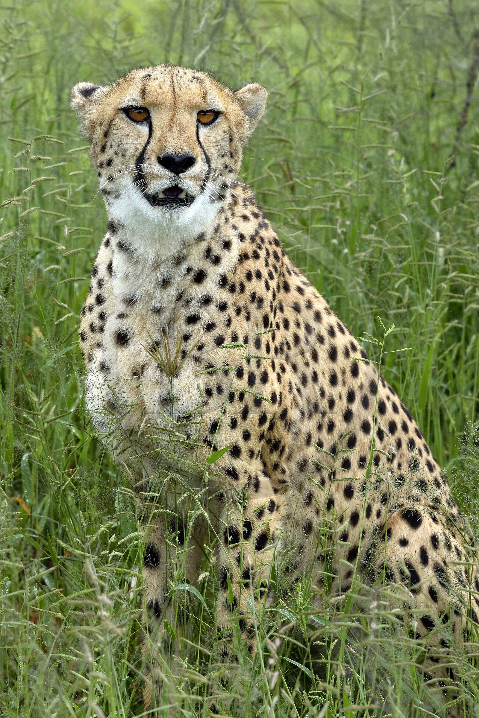 Namibie, Otjiwarongo, Cheetah Conservation Fund, centre de recherche et d'éducation, guépard (Acinonyx jubatus) dans les hautes herbes