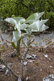 France, Alpes-Maritimes, Saint Jean Cap Ferrat, Villa and Gardens Ephrussi de Rothschild, Kalanchoe beharensis or Elephant's ear Kalanchoe