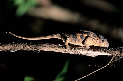 France, île de la Réunion, un caméléon femelle