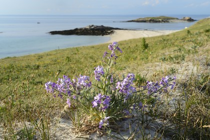 France, Finistere, La Foret Fouesnant, Glenan islands, St Nicolas Island, west coast