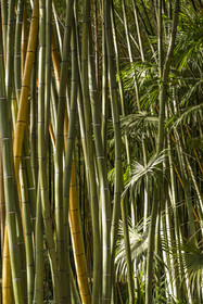France, Gard, Generargues towards Anduze, Bambouseraie en Cévennes (Bamboo garden), bamboo forest