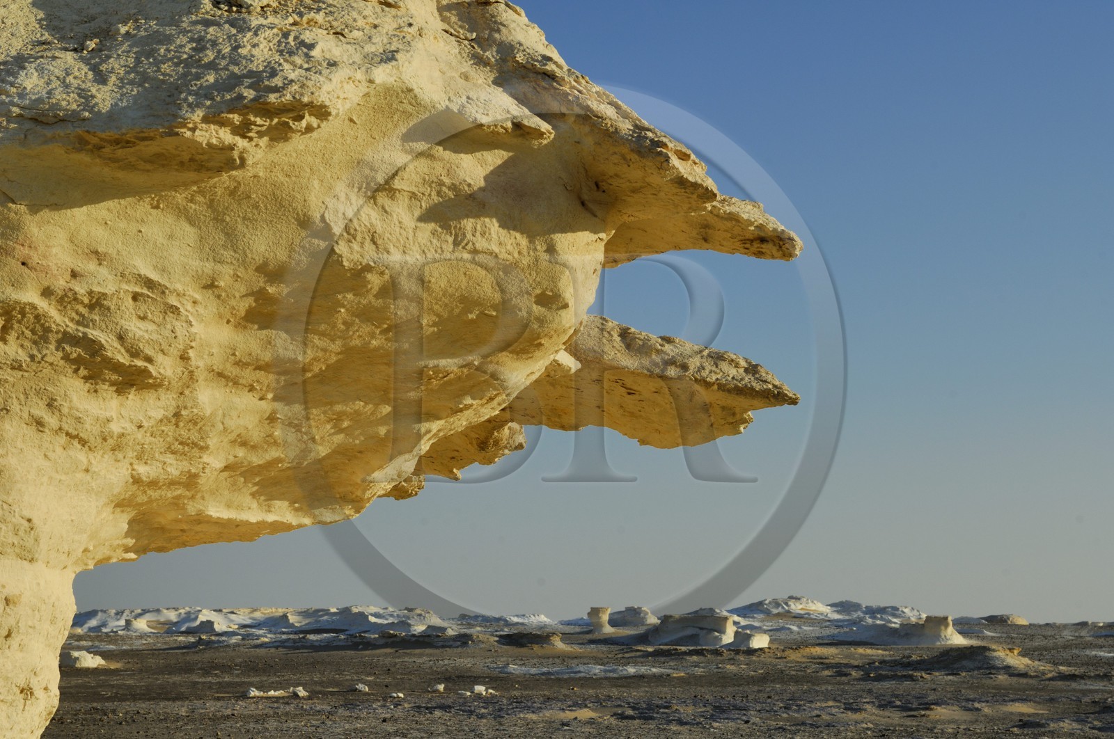 Egypte, désert libyque, le Désert Blanc au nord de Farafra