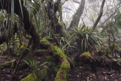 France, Ile de la Reunion, Le Tampon, forêt de Notre-Dame de la Paix en bordure de la Riviere des Remparts sur les pentes du volcan du Piton de la Fournaise