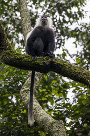 Rwanda, Province de l’Ouest, Gisakura, Parc national de Nyungwe, Colobe de Ruwenzori (Colobus angolensis ruwenzorii) pendant un safari à pied dans la forêt tropicale humide naturelle