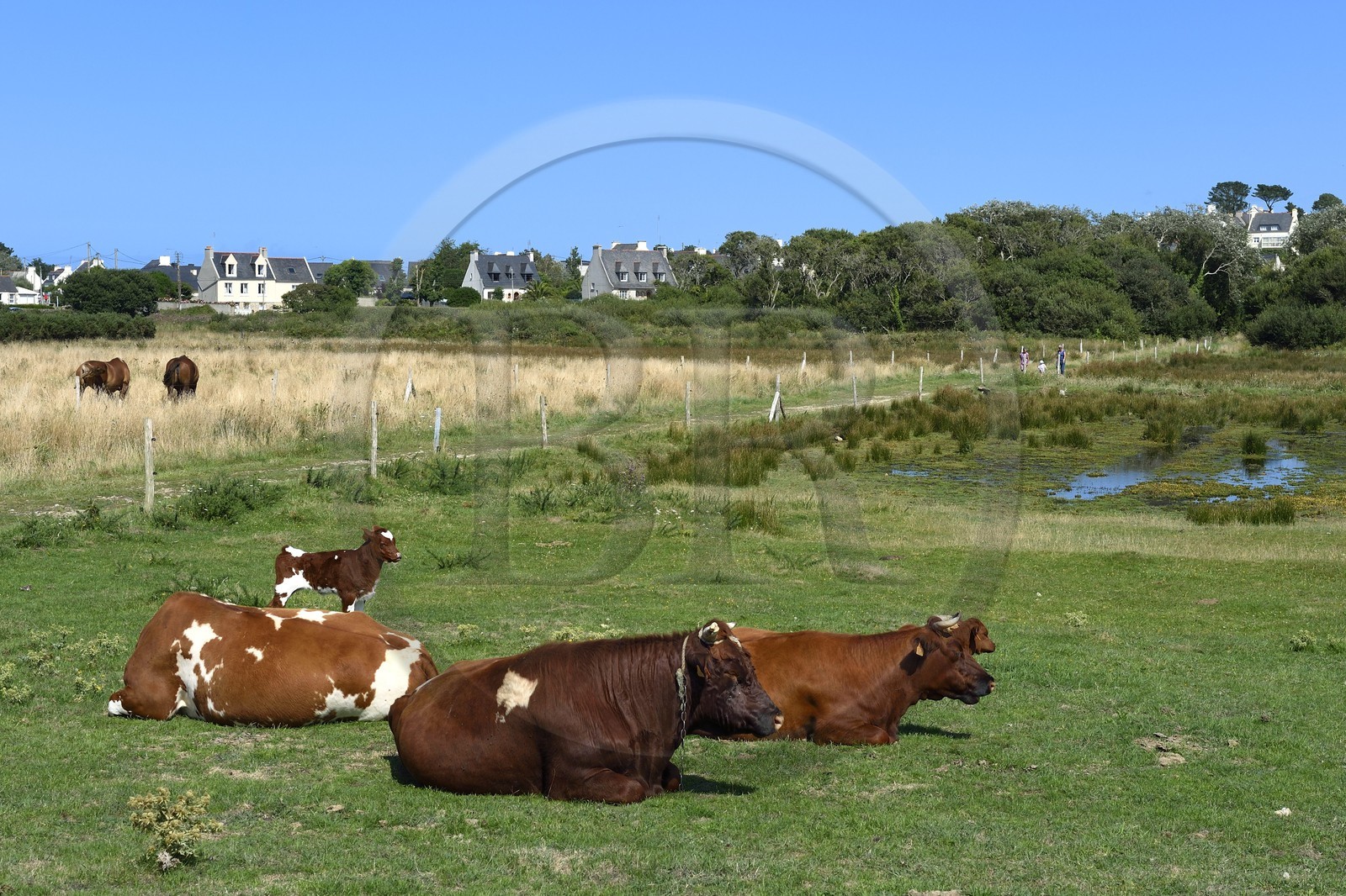 France, Finistere, Landeda, Toul-an-Dour marsh