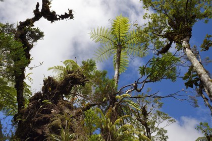 France, Ile de la Reunion, Saint Benoit, Parc national de La Reunion, classé Patrimoine Mondial de l'UNESCO, foret de Bébour, fougères arborescentes sur le sentier de Bras Cabot