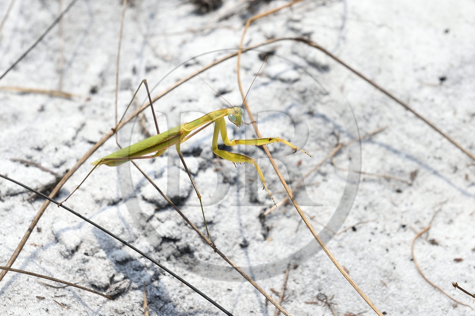 Gabon, Ogooue-Maritime Province, Loango National Park, praying mantis (Mantis religiosa)