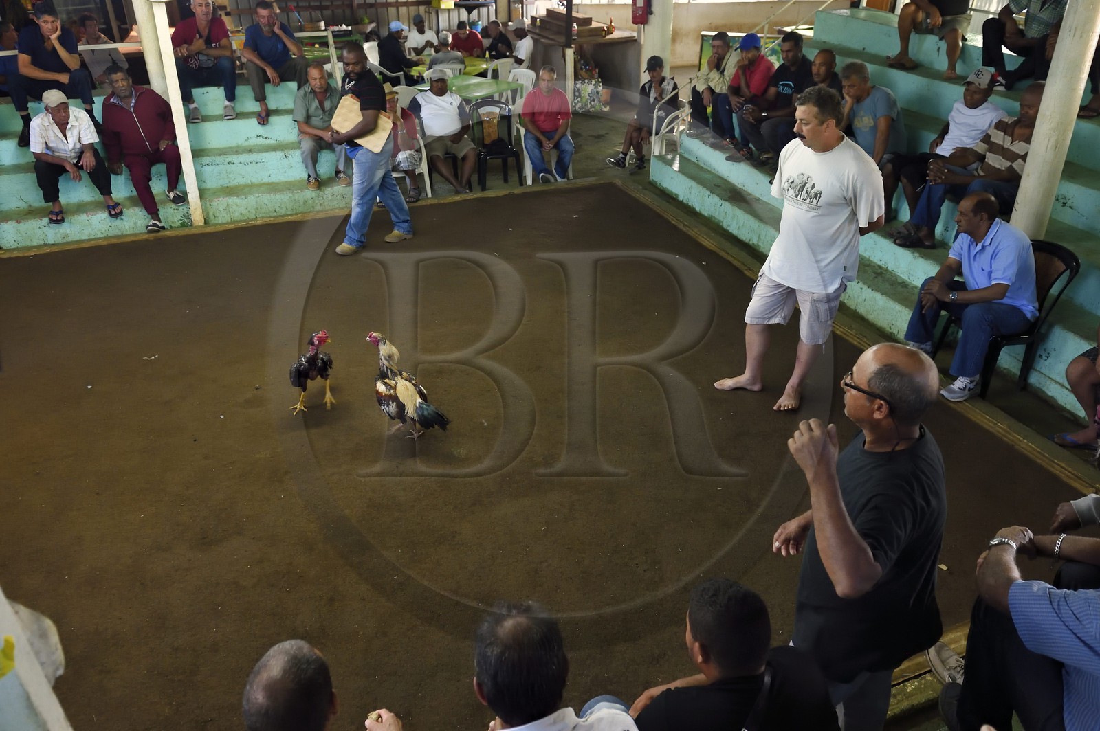 France, Ile de la Reunion, Petit Tampon, combat de coqs dans le Rond de Coq