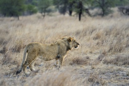 Zimbabwe, province des Midlands, Gweru, Antelope Park qui abrite ALERT (African Lion and Environmental Research Trust), jeune lion (panthera leo)