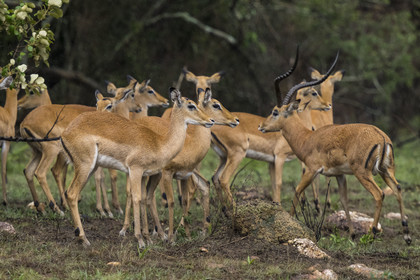 Rwanda, Parc national de l'Akagera, Impala (Aepyceros melampus)
