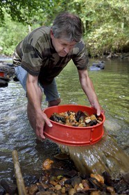 France, Dordogne (24), région de Jumilhac-le-Grand, orpaillage dans la rivière l'Isle vers Tindeix, le chercheur d'or Philippe Roubinet