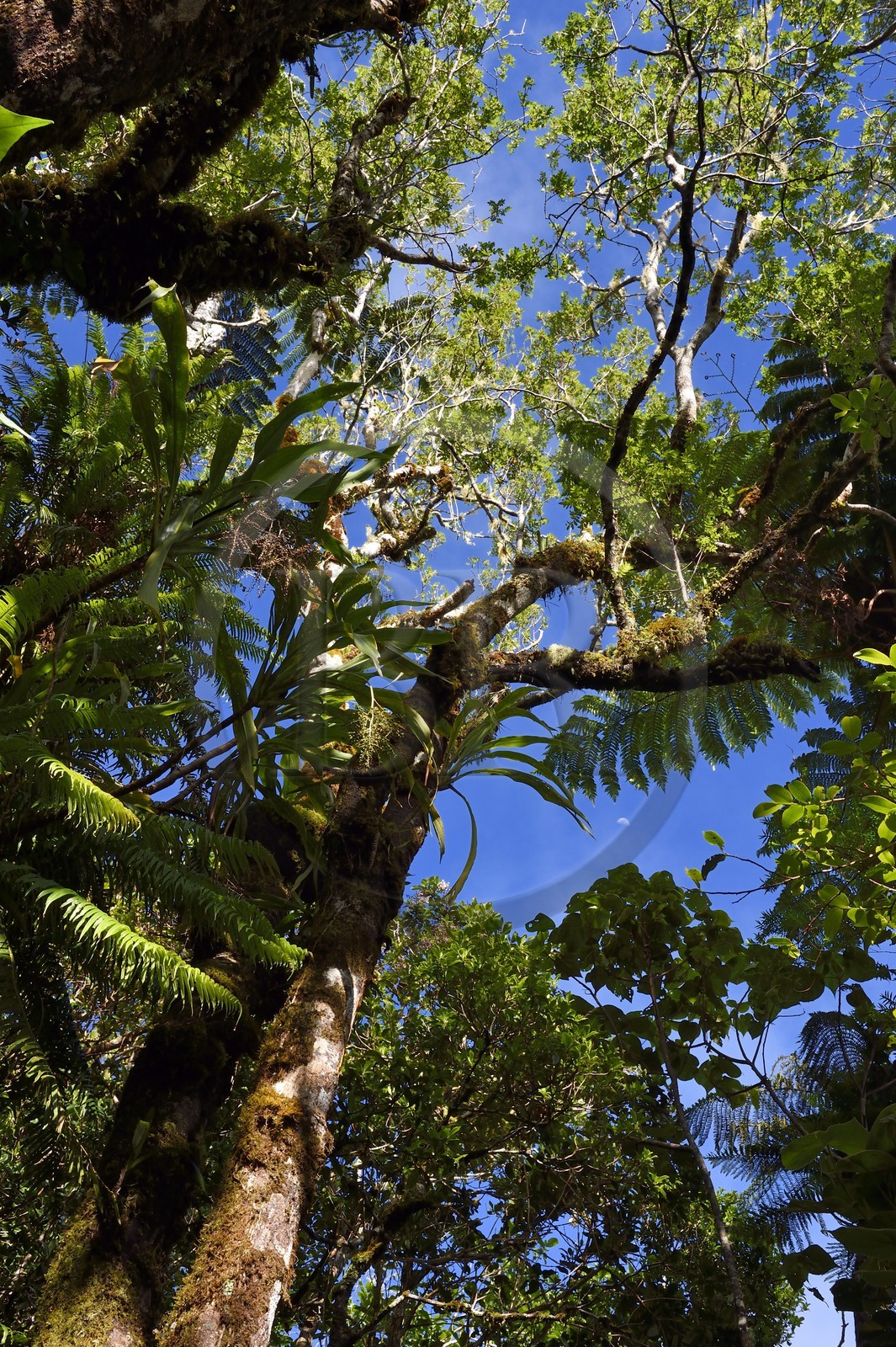 France, Ile de la Reunion, Saint Benoit, Parc national de La Reunion, classé Patrimoine Mondial de l'UNESCO, foret de Bébour, sentier du Piton Bébour
