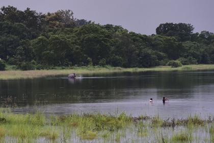 Sri Lanka, North Central Province, Minneriya tank, built by King Mahasen (276-303) who ruled in Anuradhapura, elephants