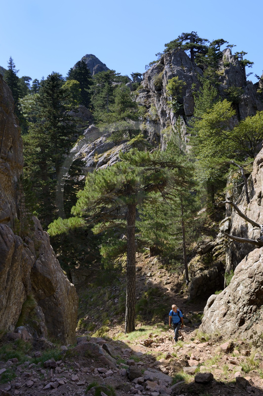 France, Corse-du-Sud (2A), Alta Rocca, randonnée dans le massif de Bavella au Punta Velacu France, Corse-du-Sud (2A), Alta Rocca, randonnée dans le massif de Bavella au Punta Velacu