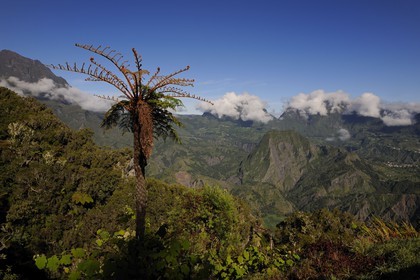 France, île de la Réunion, cirque de Salazie, classé Patrimoine Mondial de l'UNESCO, fougères arborescentes