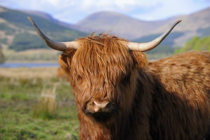Royaume-Uni, Ecosse, région des Highlands, Highland cow  au Loch Eil vers Fort William