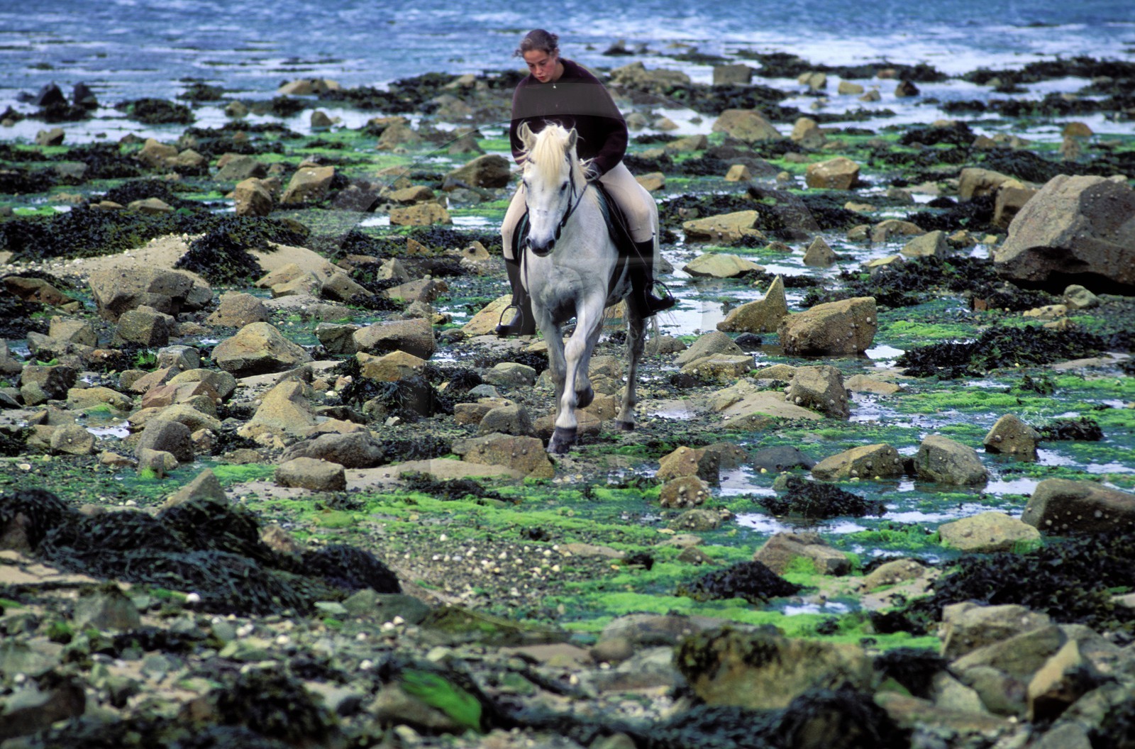 France, Côtes-d'Armor (22), cavalière sur la grève de la Côte Sauvage à marée basse France, Côtes-d'Armor (22), cavalière sur la grève de la Côte Sauvage à marée basse