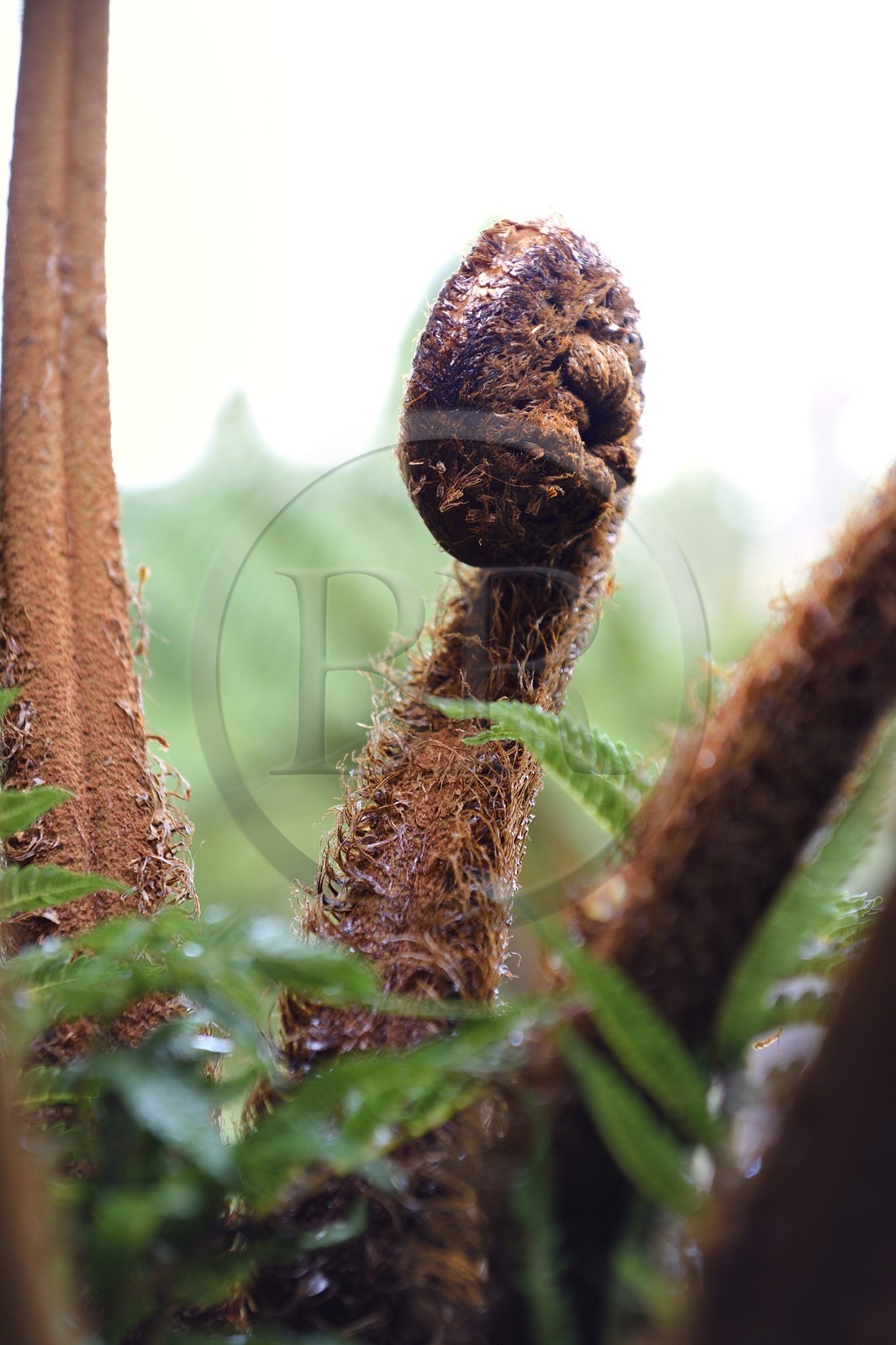 France, Ile de la Reunion, Le Tampon, forêt de Notre-Dame de la Paix en bordure de la Riviere des Remparts sur les pentes du volcan du Piton de la Fournaise, fougère arborescente