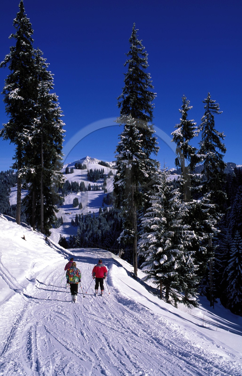 Suisse, région de Bern (Oberland Bernois), Saanenland, piste de ski sur les hauteurs de Gstaad