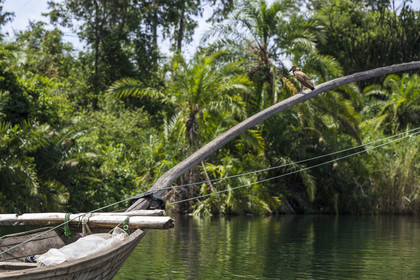 Rwanda, Province de l’Ouest, Karongi (anciennement nommée Kibuye), lac Kivu, Ombrette africaine (Scopus umbretta) perchée sur un bateau de pêche traditionnels à balanciers