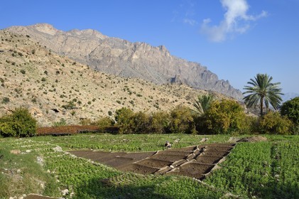 Sultanat d'Oman, Gouvernorat d'Al-Batina du Sud, Hajar occidental, Wadi Mistall, culture en terrasses au dessus du village de Wakan (Wukan), champs de fèves et lentilles