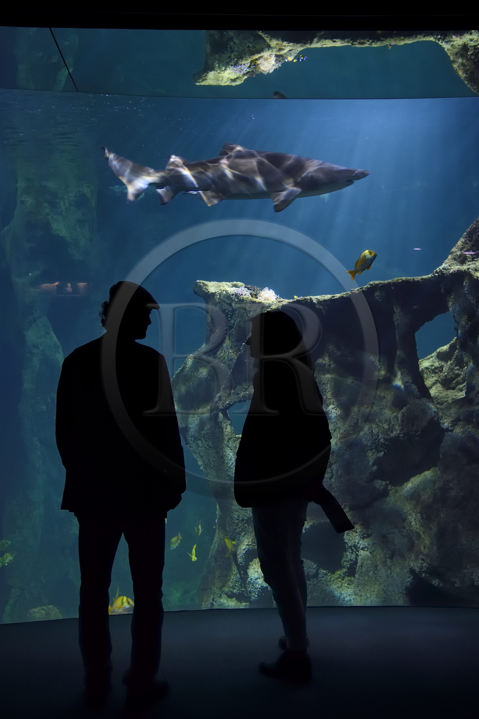 France, Charente-Maritime, La Rochelle, Aquarium La Rochelle, Compulsory Mention, the shark tank