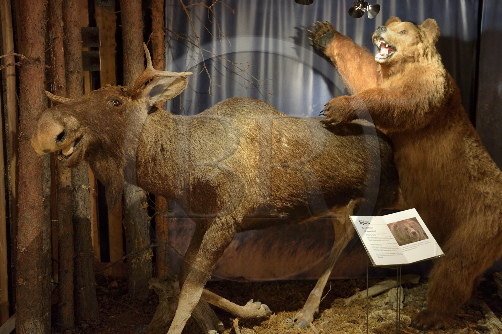 Suède, Comté de Vasterbotten, région d'Umea, Bjurholm, le Maison de l'Elan (Algens Hus), élevage