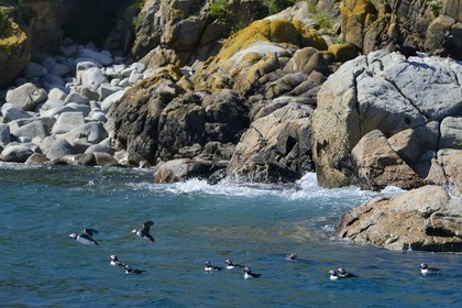 France, Cotes-d'Armor, Perros-Guirec, Sept-Iles Archipelago and bird sanctuary, Rouzic island, Atlantic Puffin (Fratercula arctica)