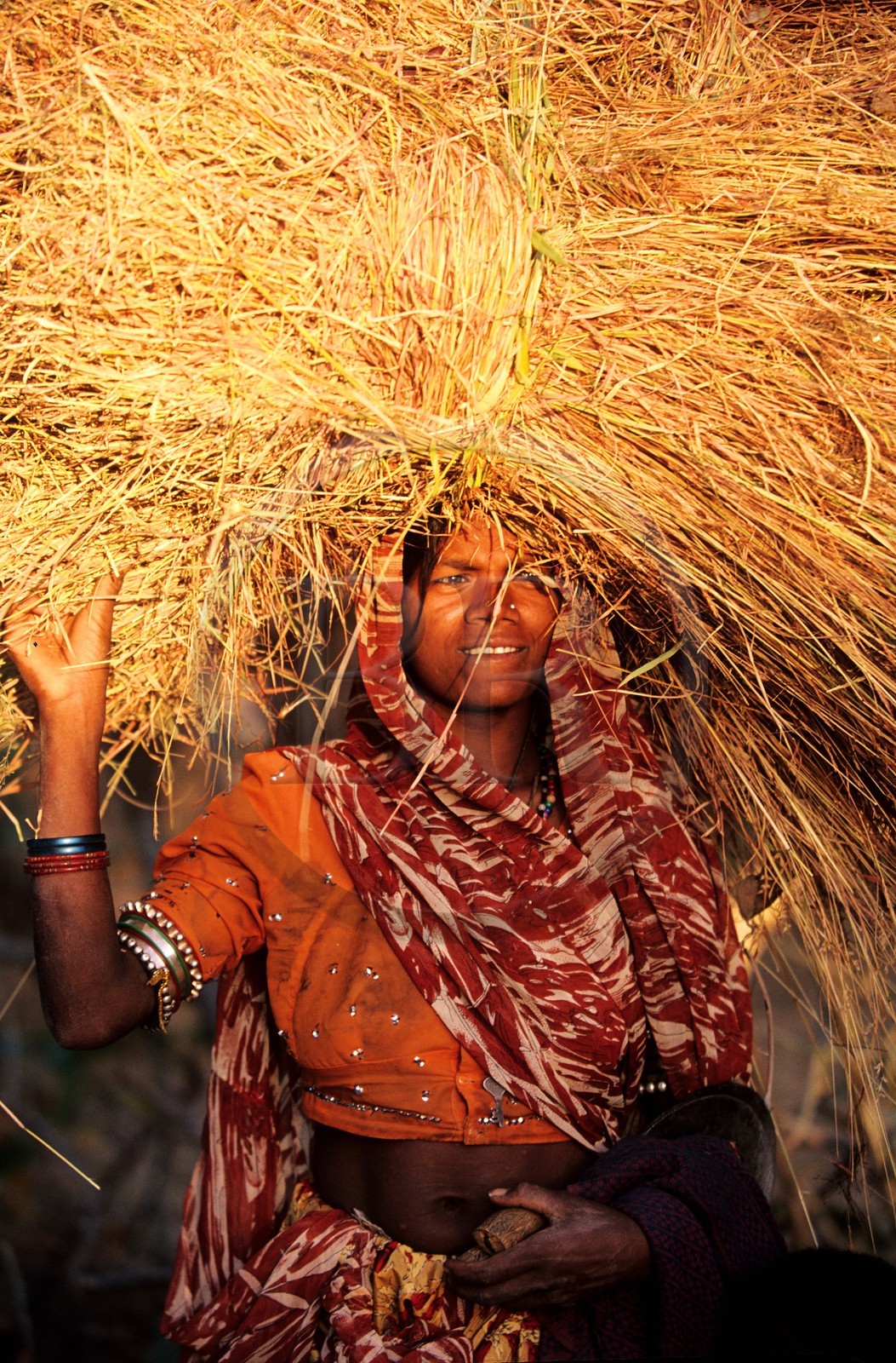 Inde, état du Rajasthan, région de Kumbhalgarh, la femme état du Rajasthani porte le fardeau