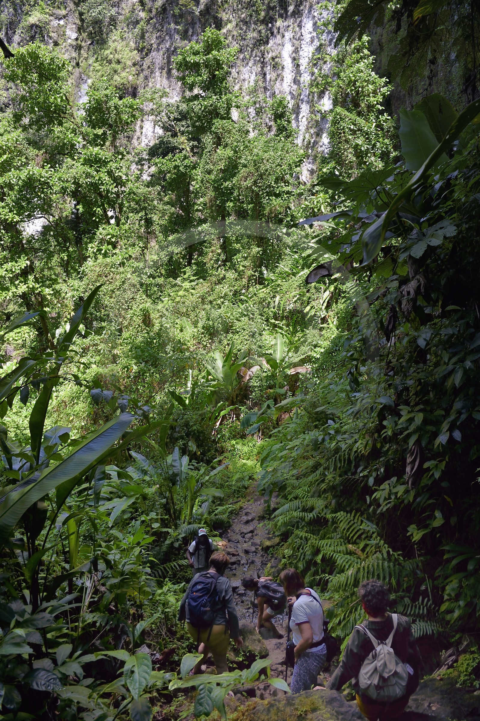 Caraïbes, Ile de la Dominique, Parc national du Morne Trois Pitons classé Patrimoine Mondial de l'UNESCO, randonnée au cœur de la forêt tropicale menant à la cascade des Middleham Falls, sentier de randonnée Waitukubuli qui traverse l’ile
