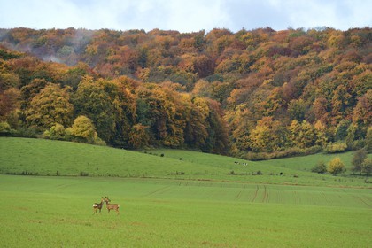 France, Meuse, Cotes de Meuse, Chatillon-sous-les-Cotes, doe near the forest