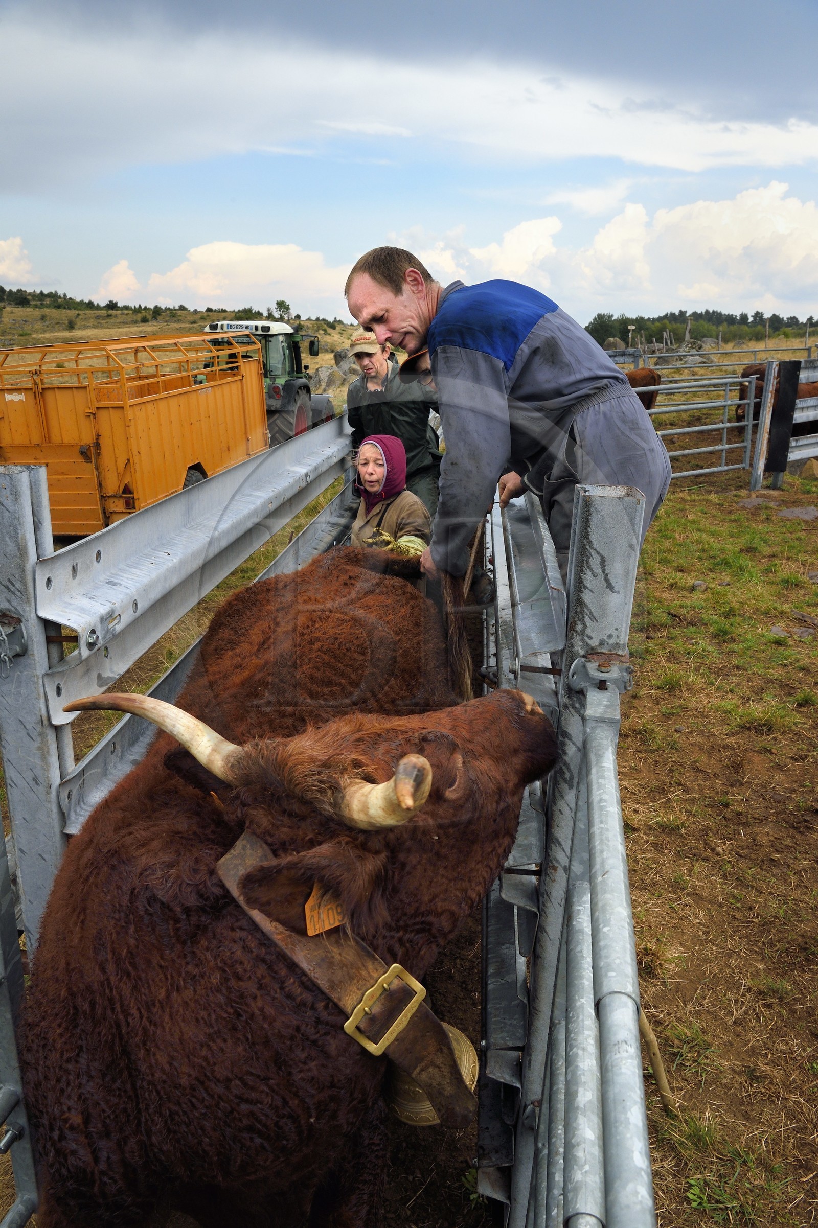 France, Cantal (15), plateau de Chastel-sur-Murat sur le chemin de Saint-Jacques de Compostelle par la Via Arverna, la vétérinaire Sylvie Calmels procède à un diagnostic de gestation sur des vaches Salers dans un corral de contention de l'enclos à bétail France, Cantal (15), plateau de Chastel-sur-Murat sur le chemin de Saint-Jacques de Compostelle par la Via Arverna, la vétérinaire Sylvie Calmels procède à un diagnostic de gestation sur des vaches Salers dans un corral de contention de l'enclos à bétail