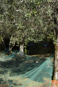 France, Corse du Sud, Alta Rocca, Sainte-Lucie-de-Tallano (Santa Lucia di Tallà), nets for the picking of olives of germaines de Tallano variety