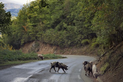 France, Corse du Sud, Prunelli river valley, Bastelica, Duroc pigs left free