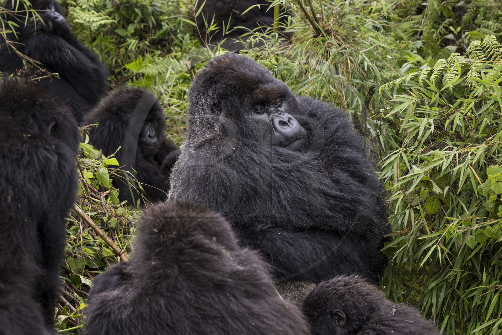 Rwanda, Province du Nord, Parc National des Volcans dans la chaine des Monts Virunga, mont Karisimbi, gorilles des montagnes (Gorilla beringei beringei), le dos argenté (silverback) nommé Impuzamahanga qui est le male dominant au centre