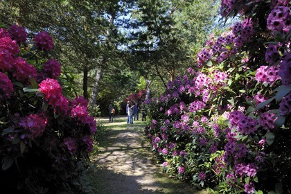 France, Seine-Maritime (76), Varengeville-sur-Mer, domaine Le Bois des Moutiers, grands rhododendrons dans le parc