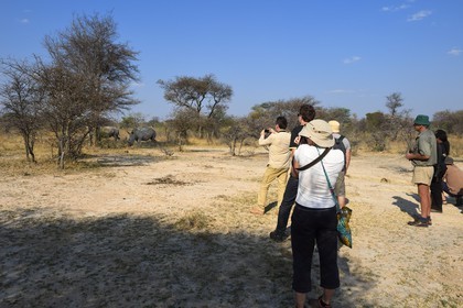 Zimbabwe, Matabeleland South Province, Matobo or Matopos Hills National Park, listed as World Heritage by UNESCO, walking safari in search of White Rhinoceros (Ceratotherium simum)