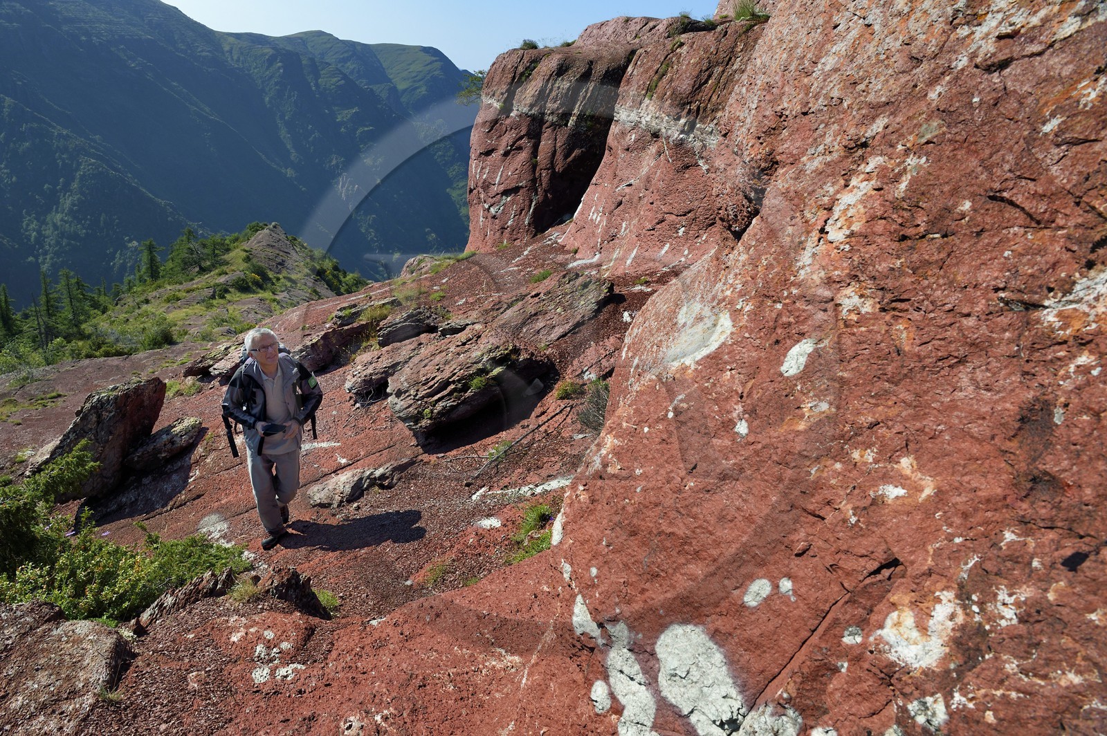 France, Alpes-Maritimes (06), Massif du Mercantour, site natura 2000, L'Ilion, sur les hauteurs des Gorges du Cians aux sols de pélite rouge