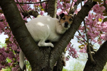 France, Val de Marne, Bry-sur-Marne, Cali a Parson Russell Terrier in a cherry blossom tree