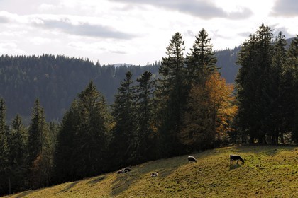 France, Haut-Rhin (68), la route des Crêtes, vaches au paturage dans les Hautes Chaumes du lac Vert